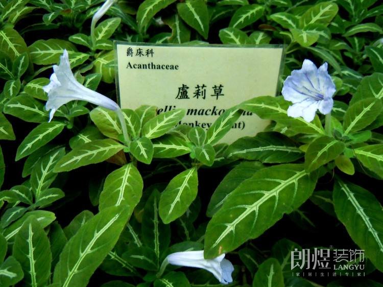 辦公室裝飾綠植圖片